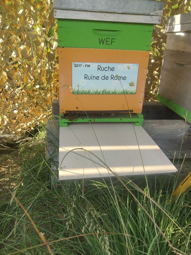 La ruche Ruine de Rome