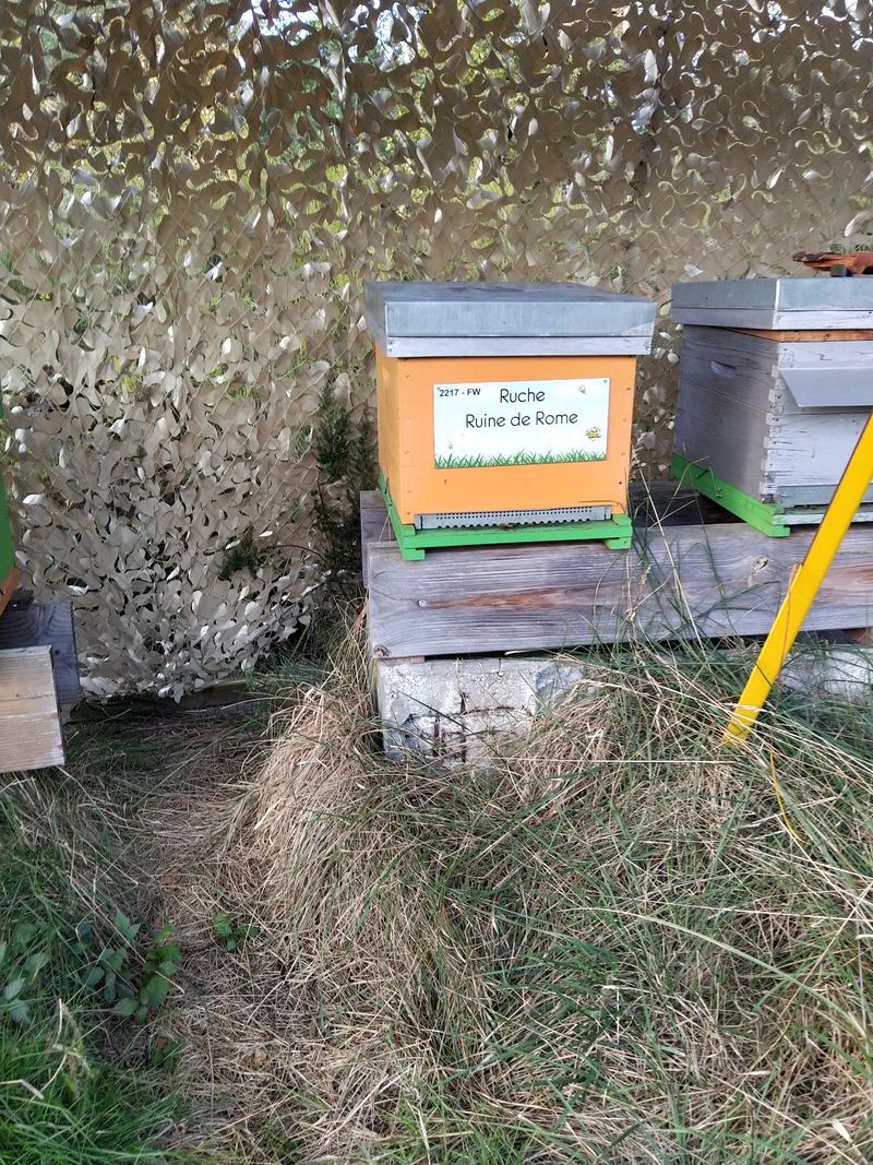 La ruche Ruine de Rome