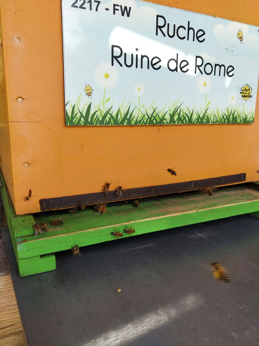 La ruche Ruine de Rome