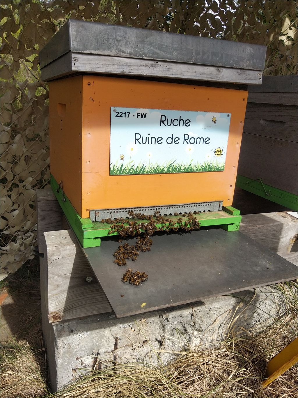 La ruche Ruine de Rome