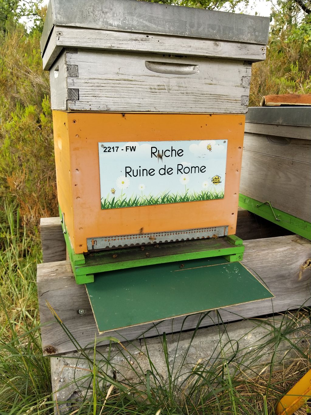 La ruche Ruine de Rome