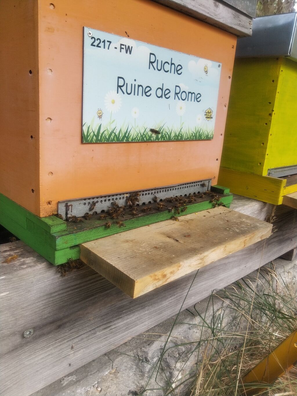 La ruche Ruine de Rome