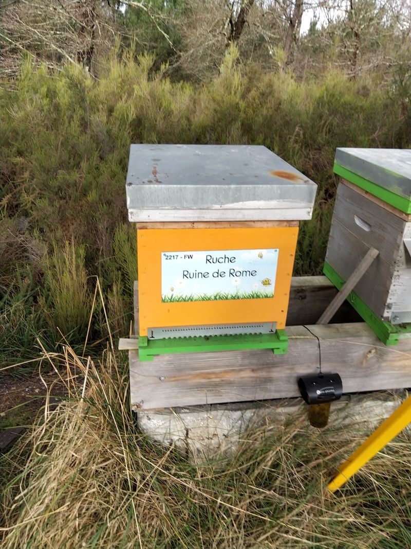 La ruche Ruine de Rome