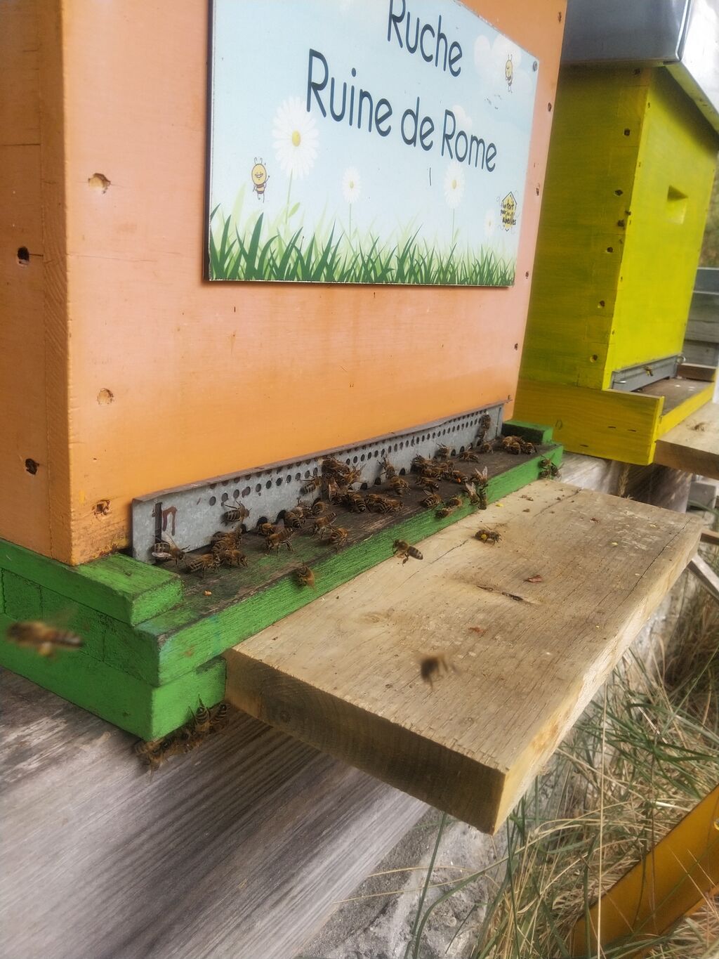 La ruche Ruine de Rome