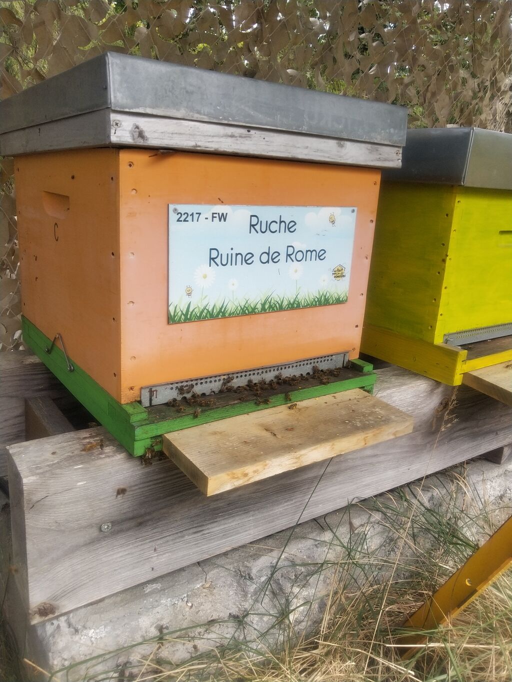 La ruche Ruine de Rome