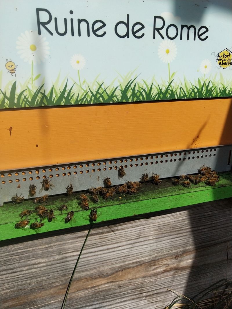 La ruche Ruine de Rome