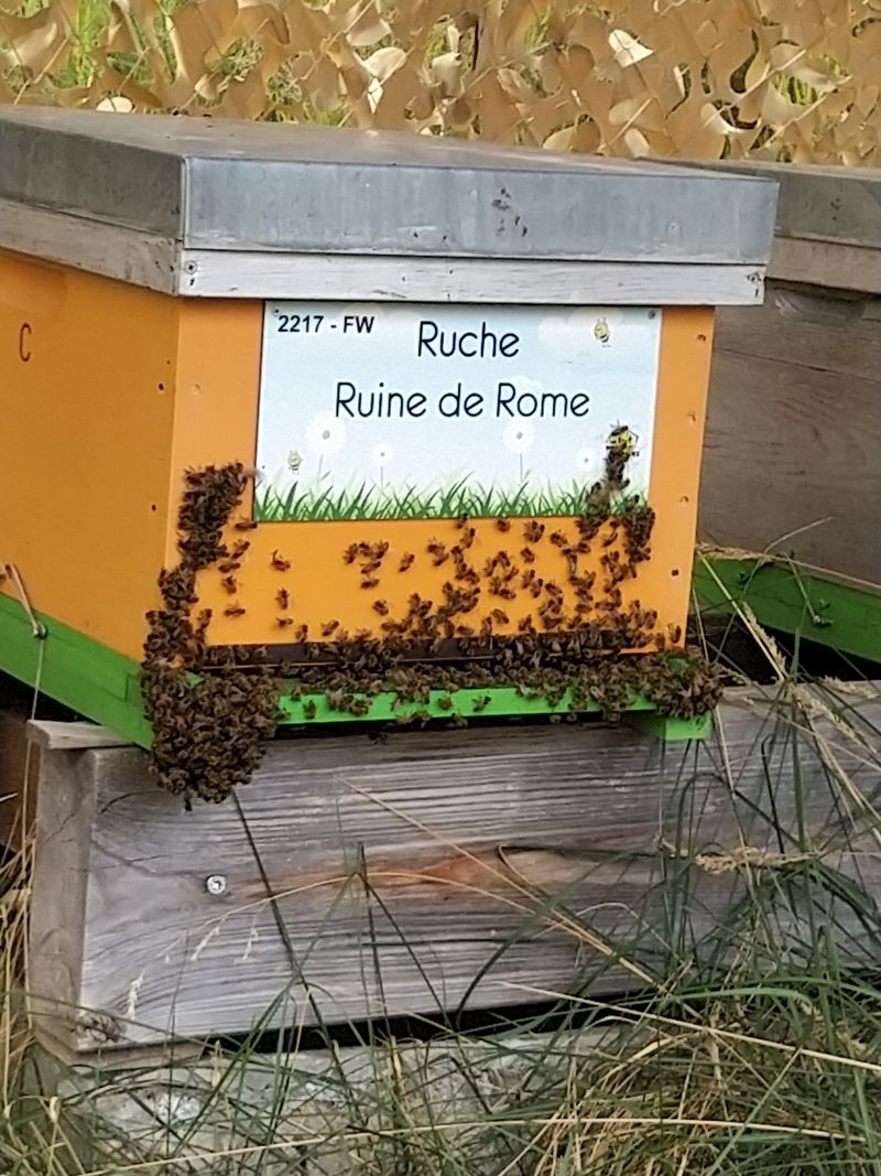 La ruche Ruine de Rome