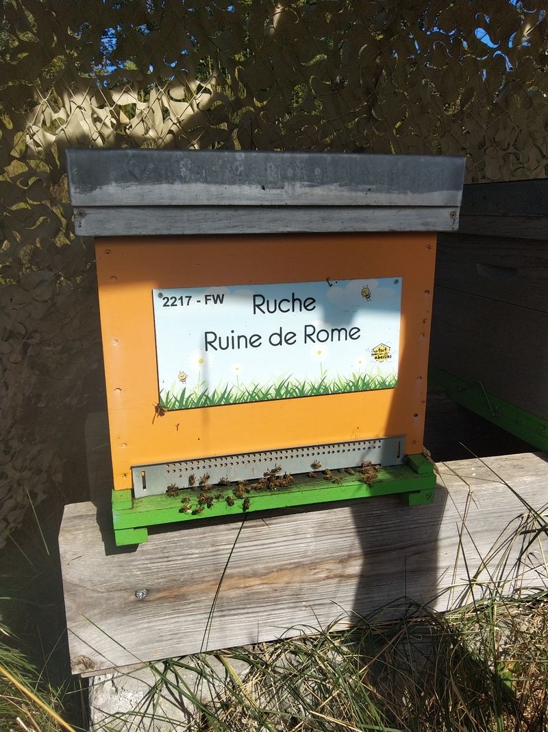 La ruche Ruine de Rome