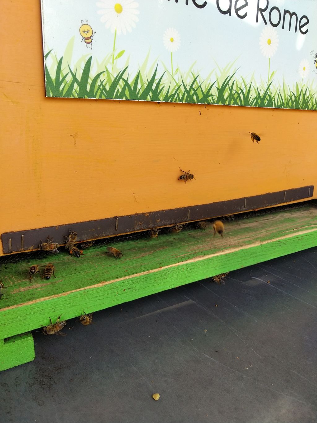 La ruche Ruine de Rome