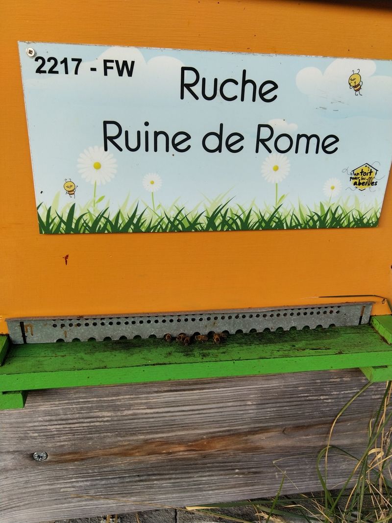 La ruche Ruine de Rome