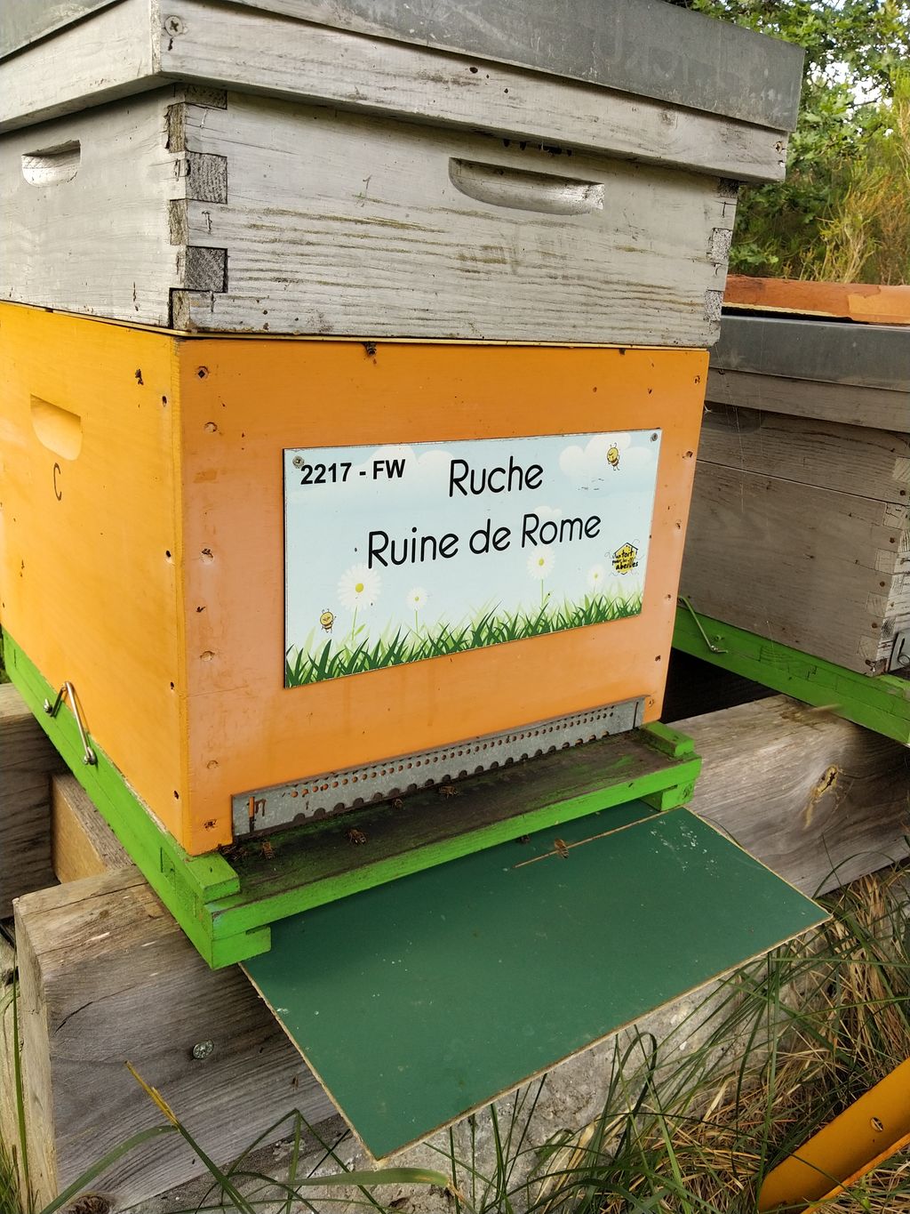 La ruche Ruine de Rome