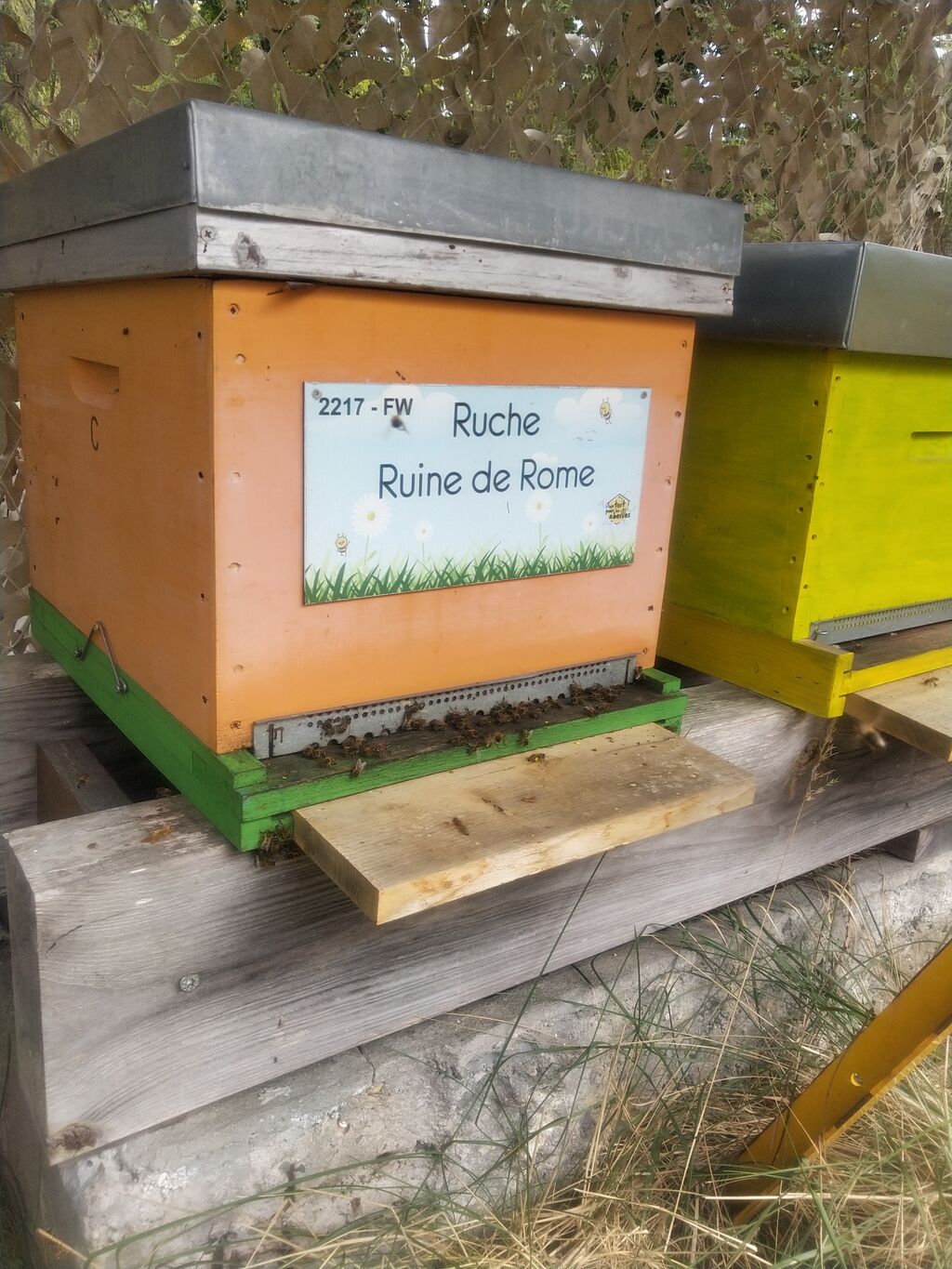 La ruche Ruine de Rome