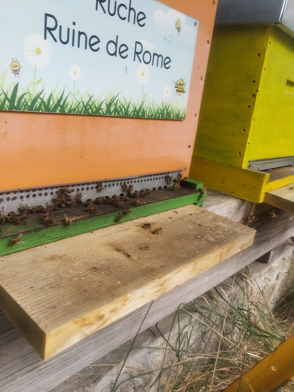 La ruche Ruine de Rome