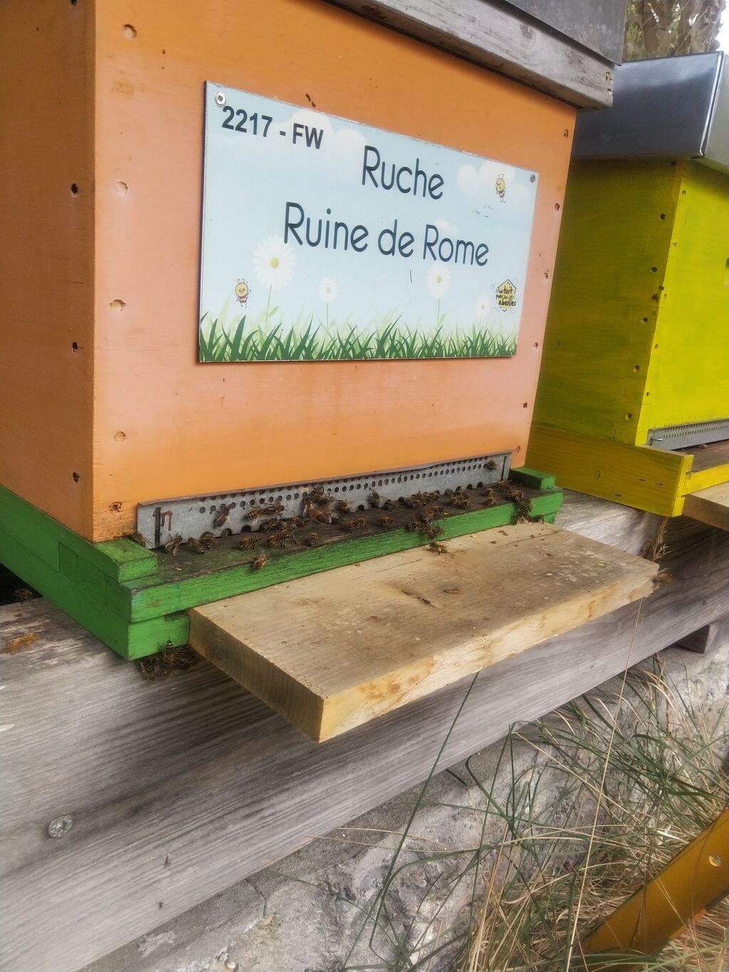 La ruche Ruine de Rome