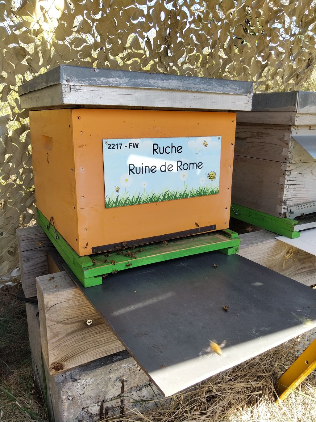 La ruche Ruine de Rome