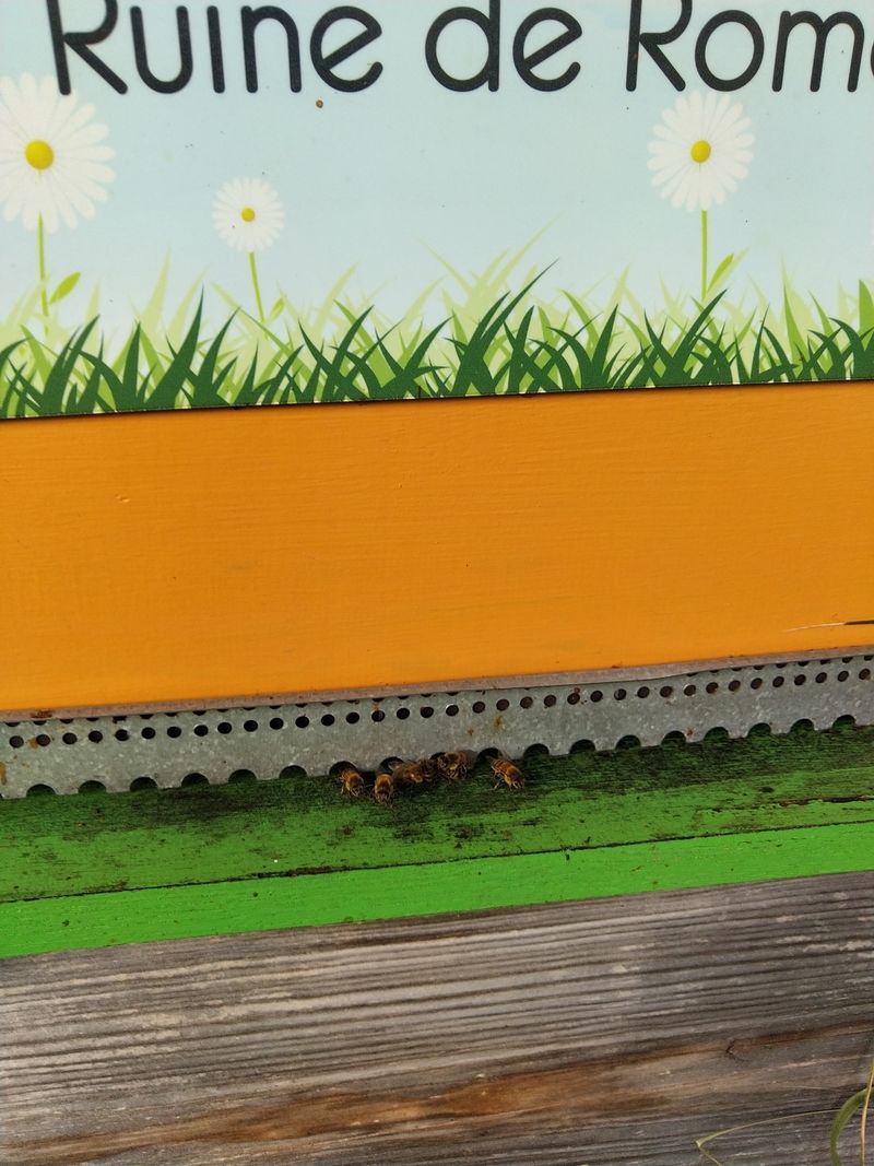 La ruche Ruine de Rome