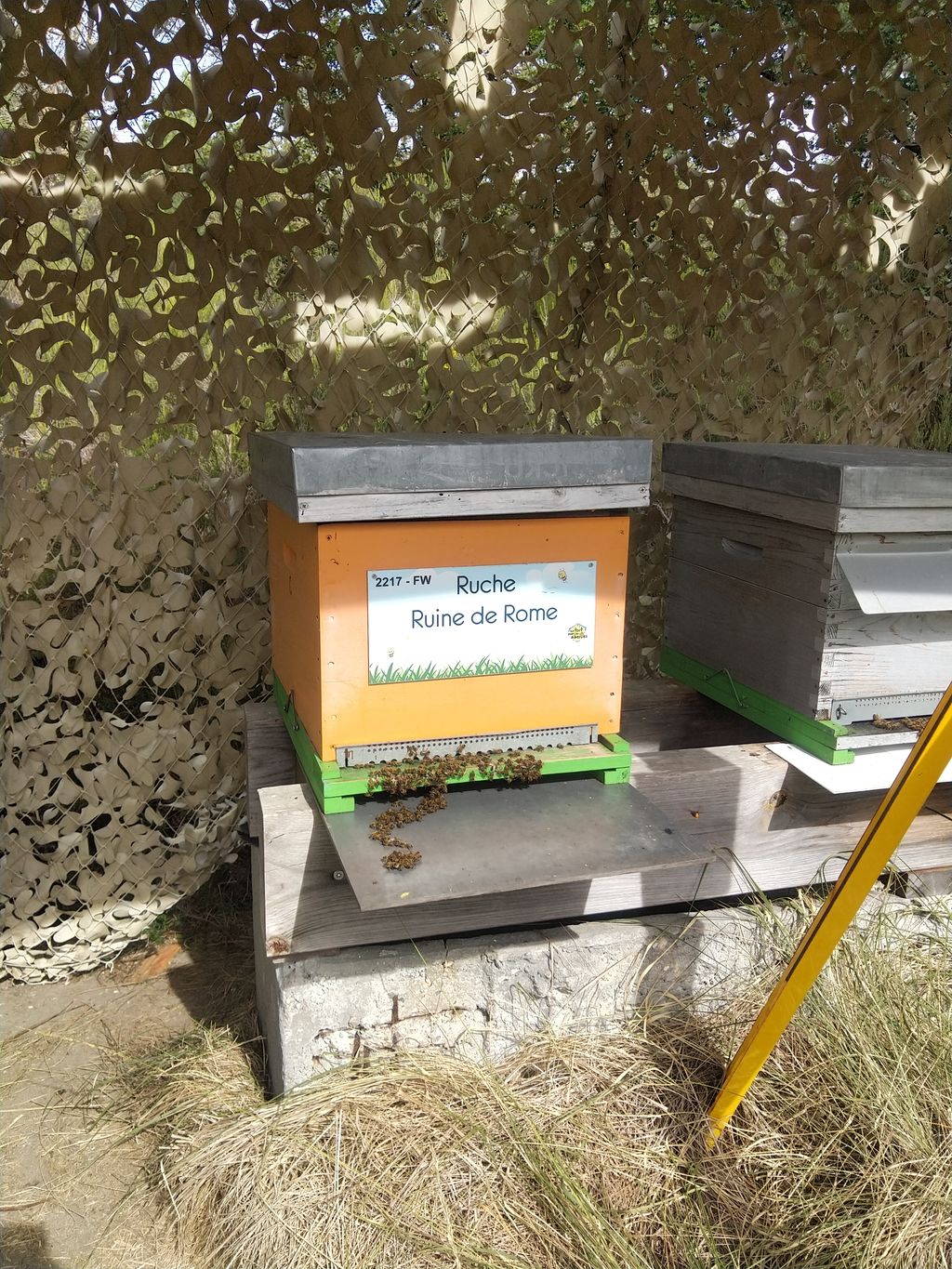 La ruche Ruine de Rome