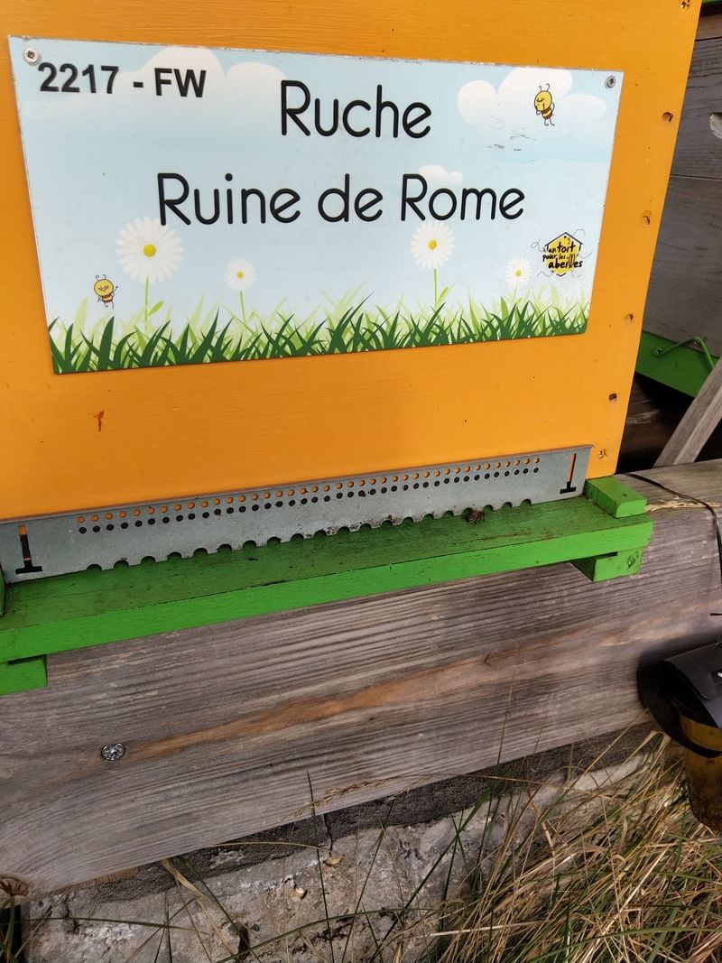 La ruche Ruine de Rome