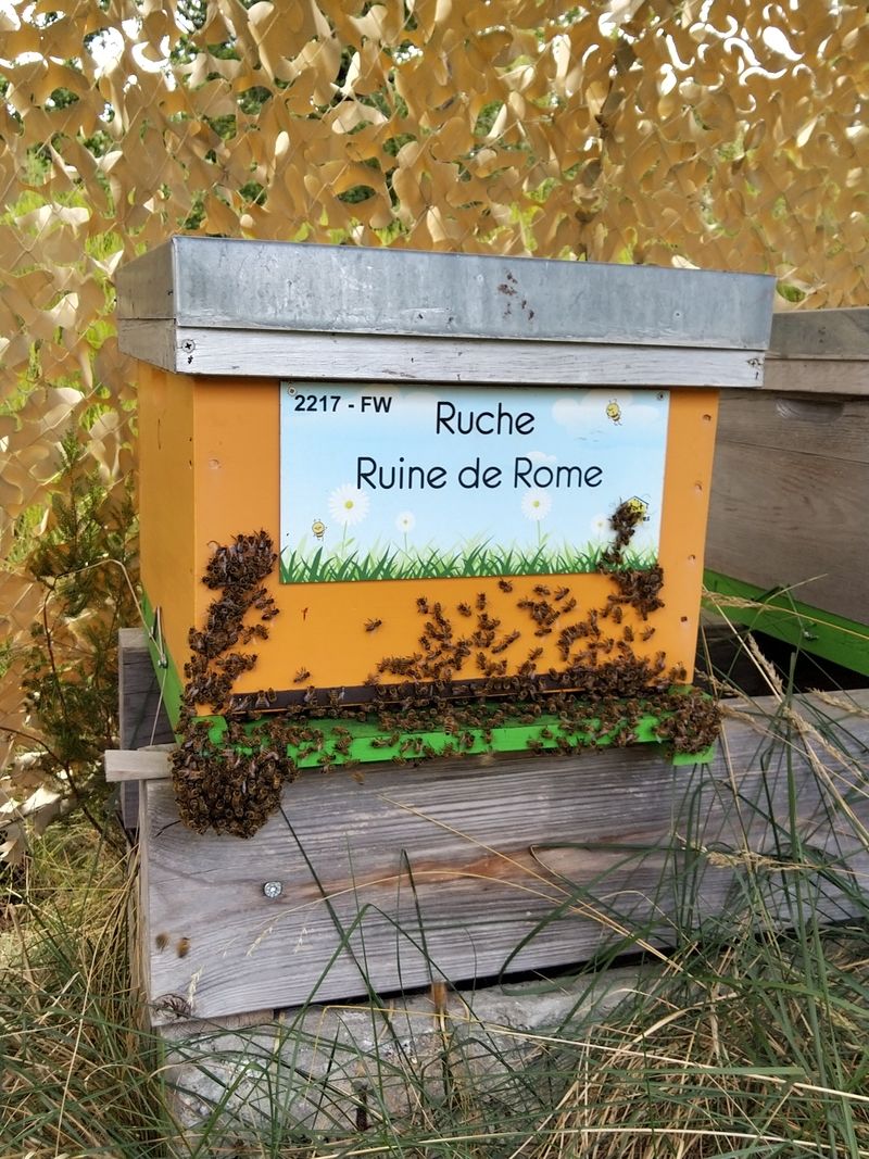 La ruche Ruine de Rome