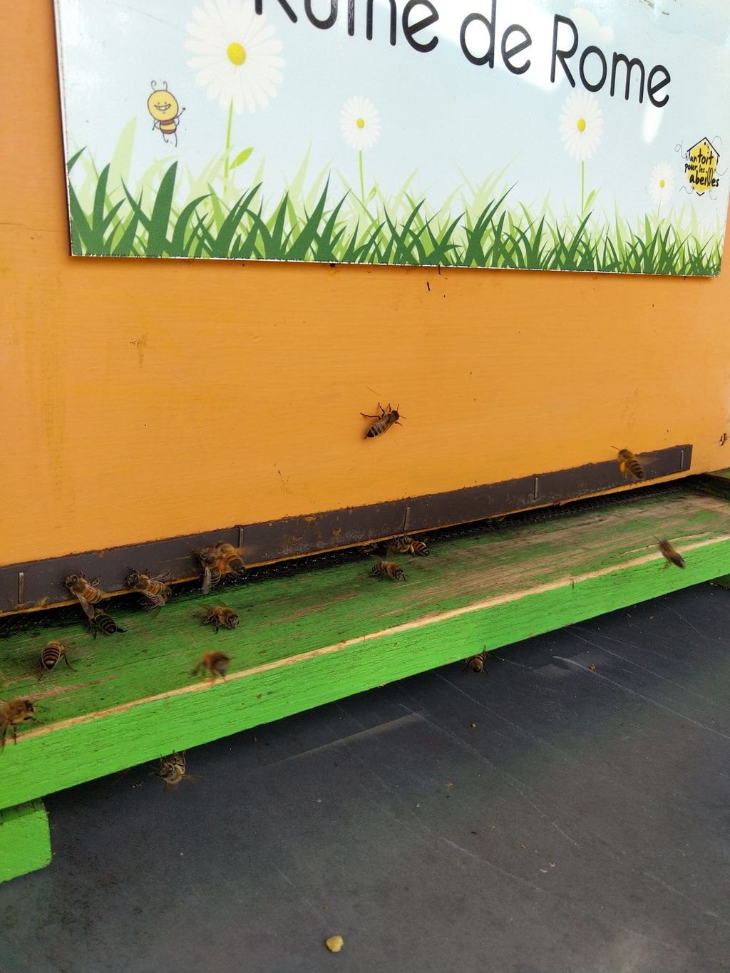 La ruche Ruine de Rome