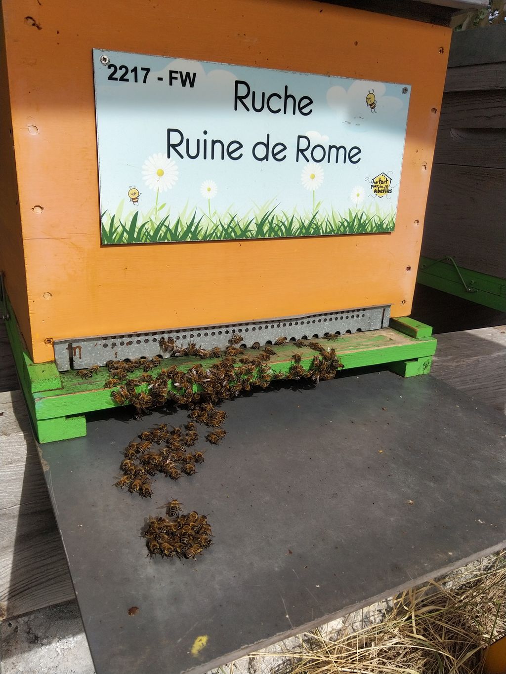 La ruche Ruine de Rome