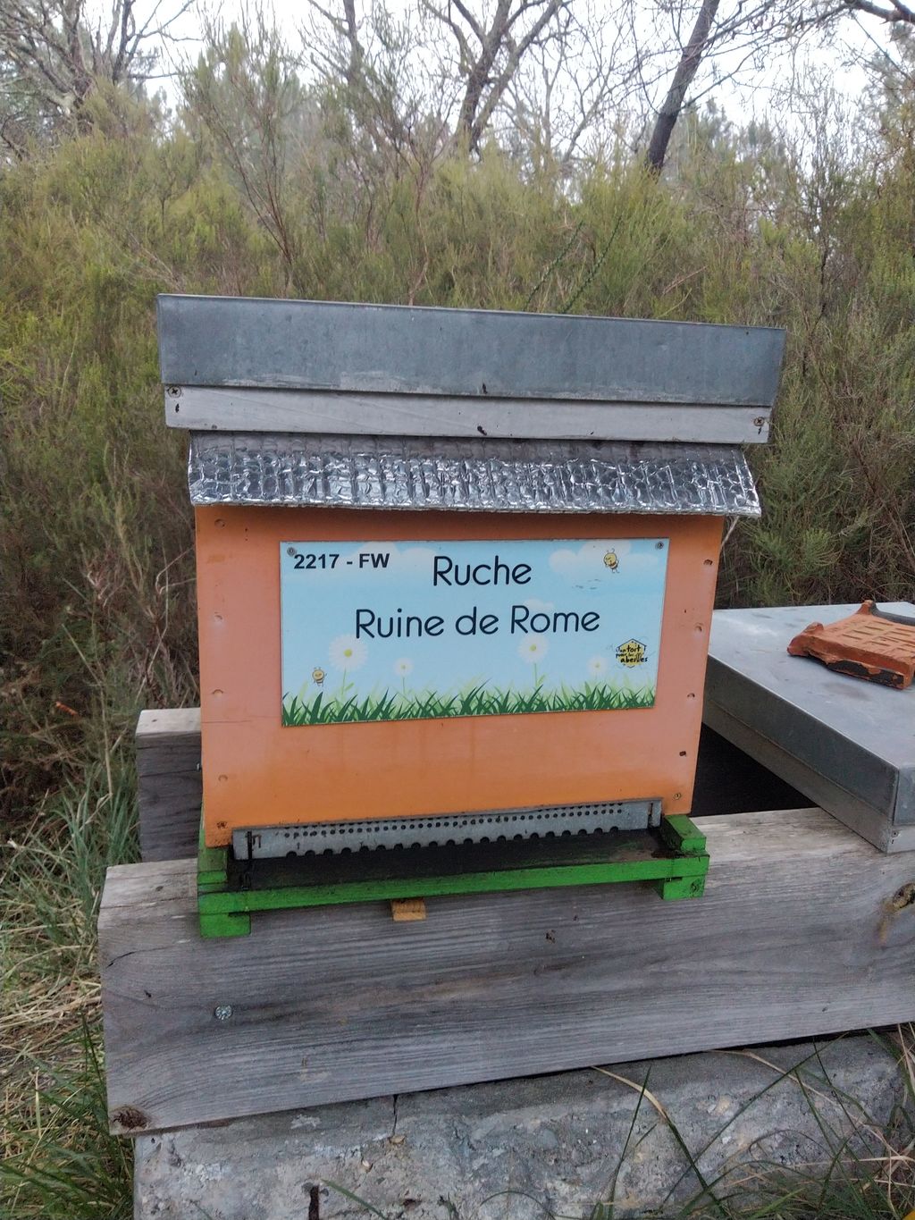 La ruche Ruine de Rome