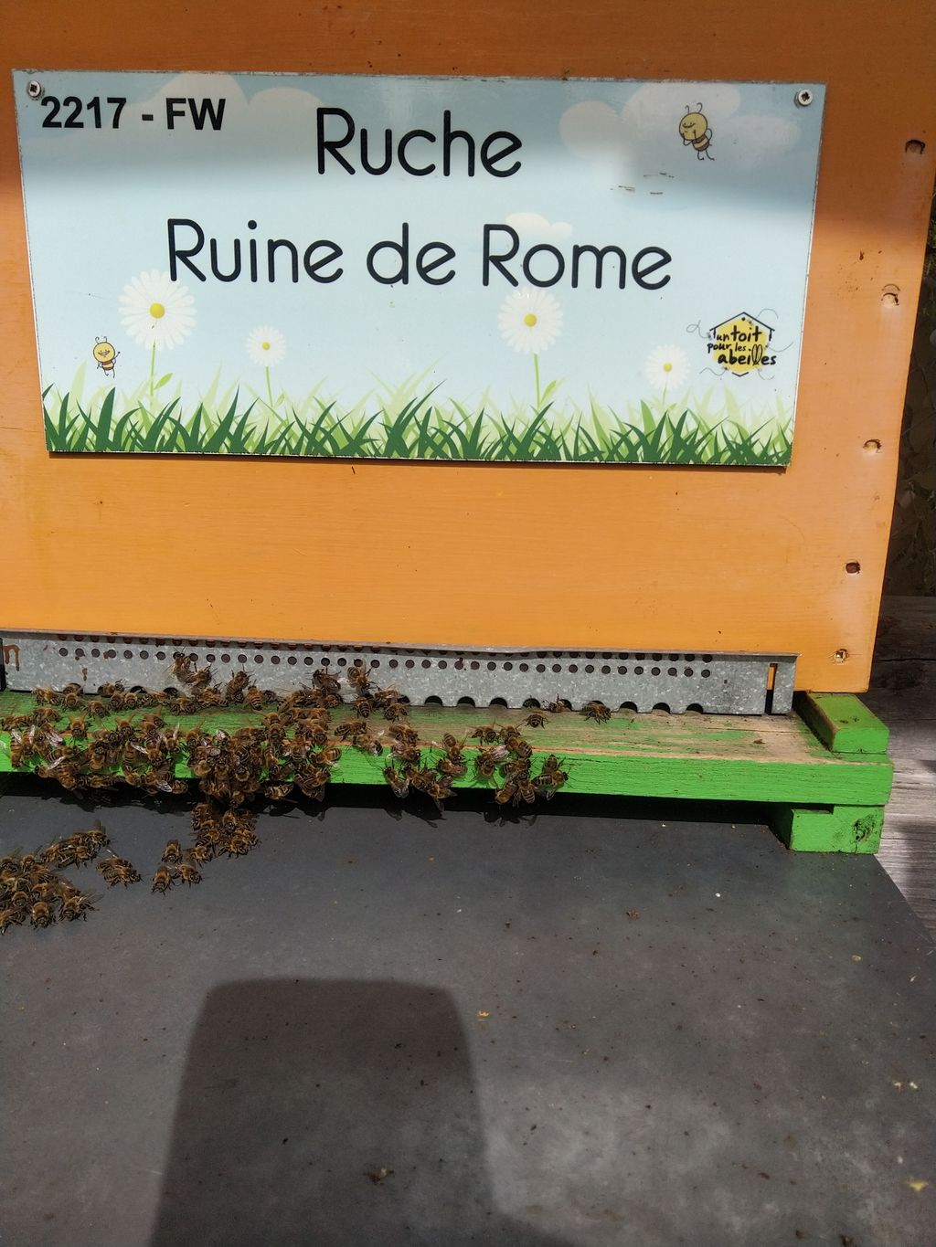 La ruche Ruine de Rome