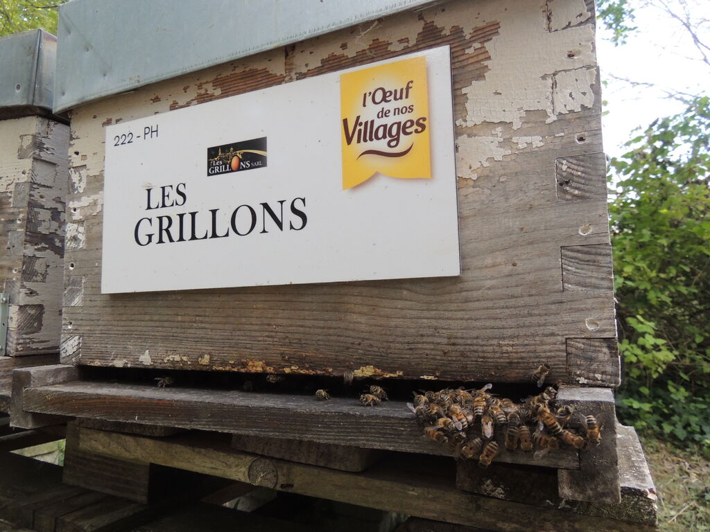 La ruche SARL LES GRILLONS
