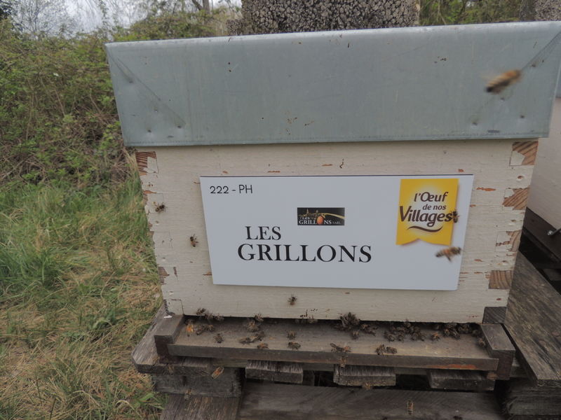 La ruche SARL LES GRILLONS