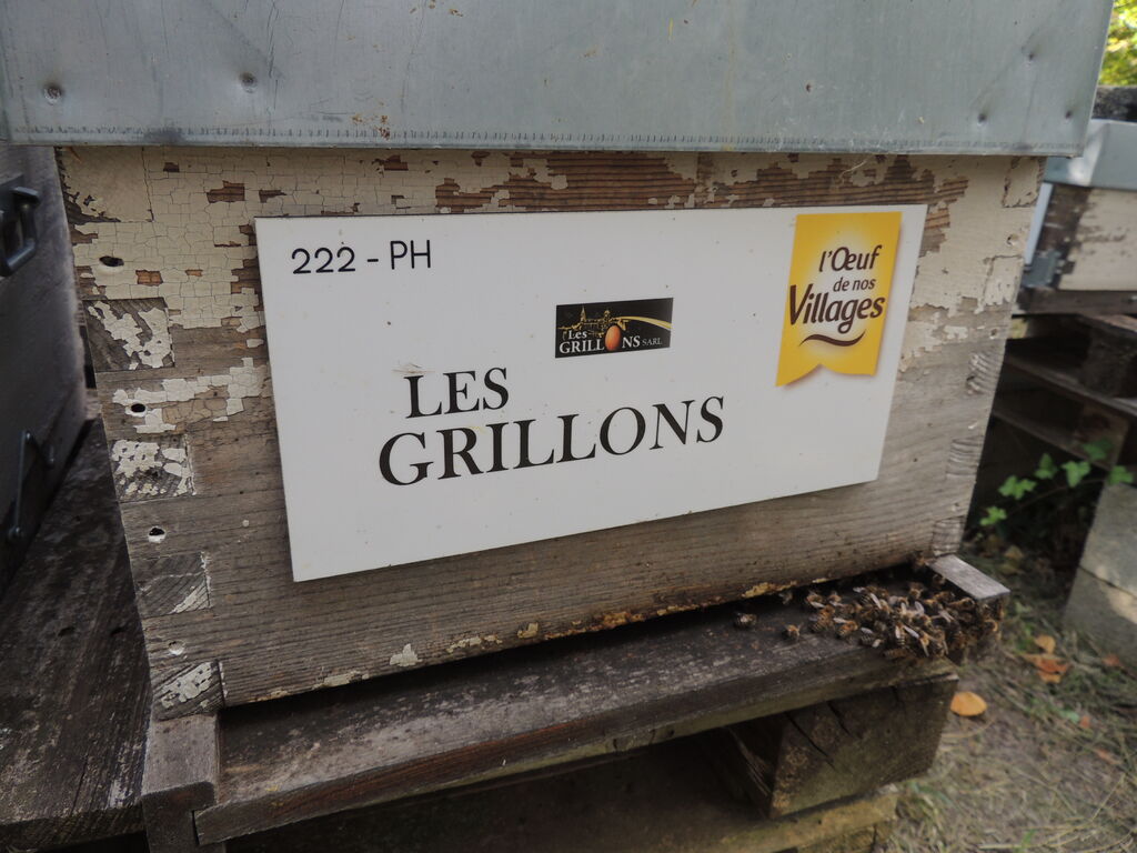 La ruche SARL LES GRILLONS