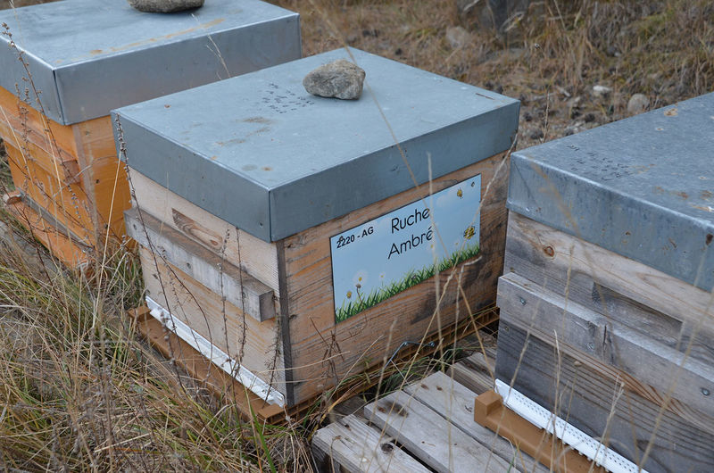 La ruche Ambré