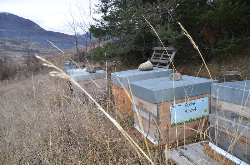 La ruche Ambré