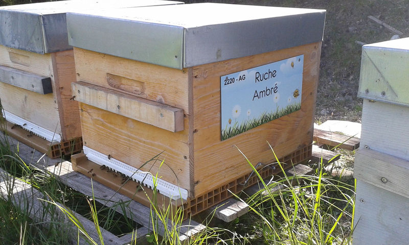 La ruche Ambré