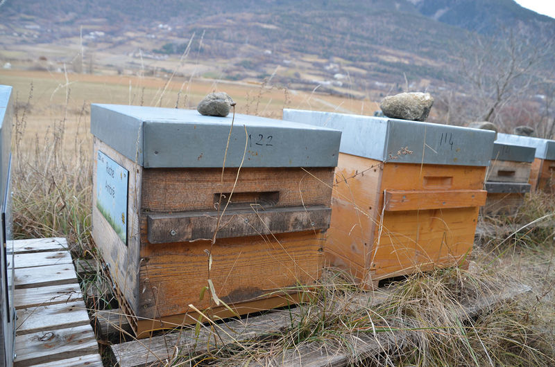 La ruche Ambré