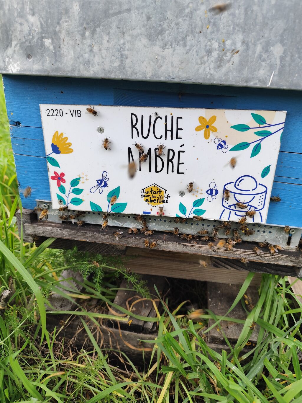 La ruche Ambré