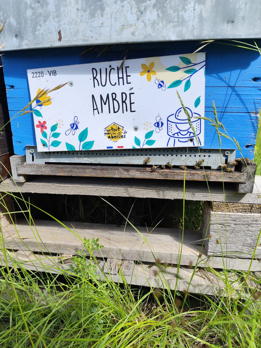 La ruche Ambré