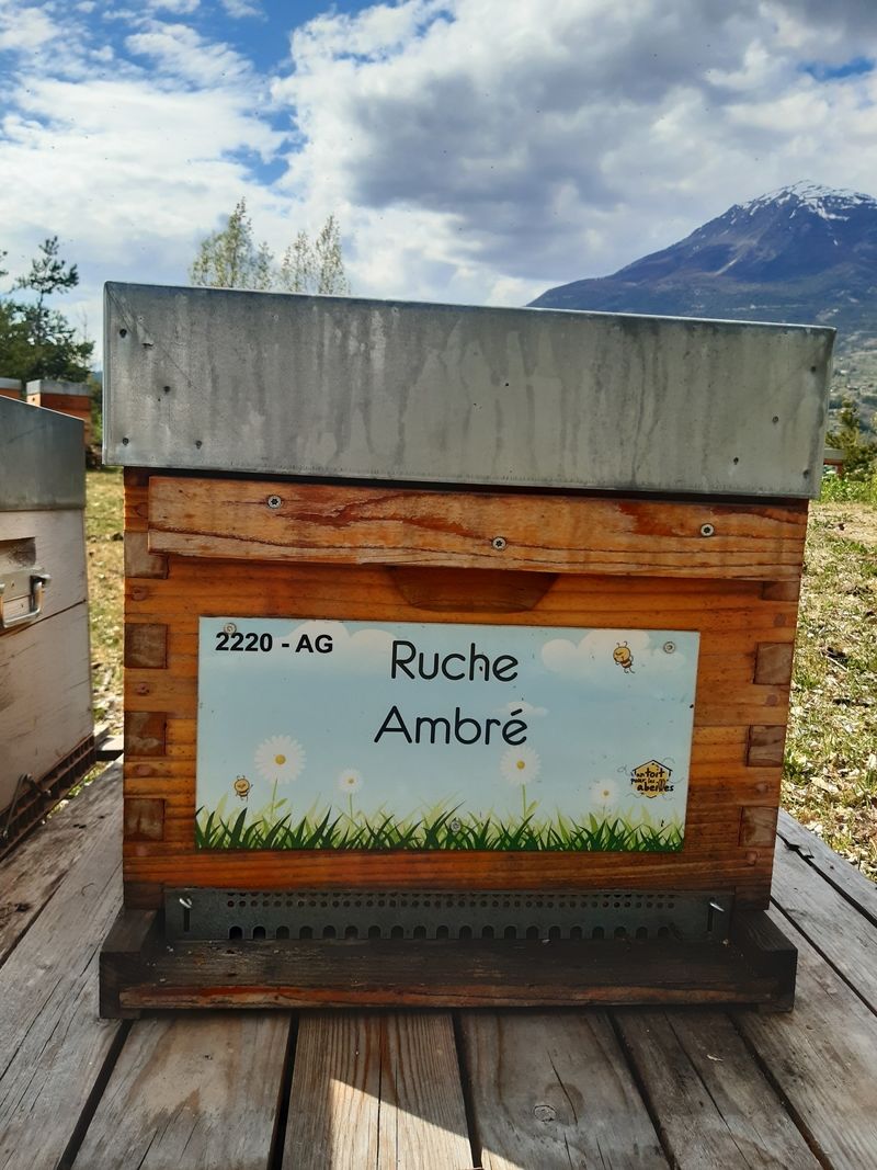 La ruche Ambré
