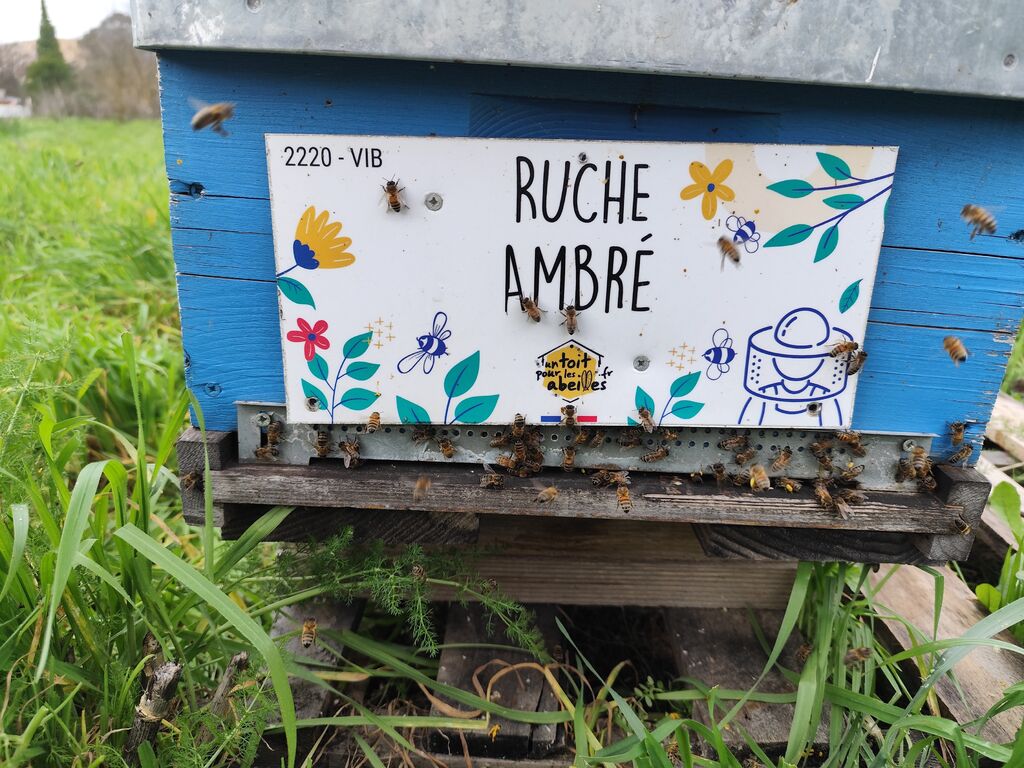 La ruche Ambré