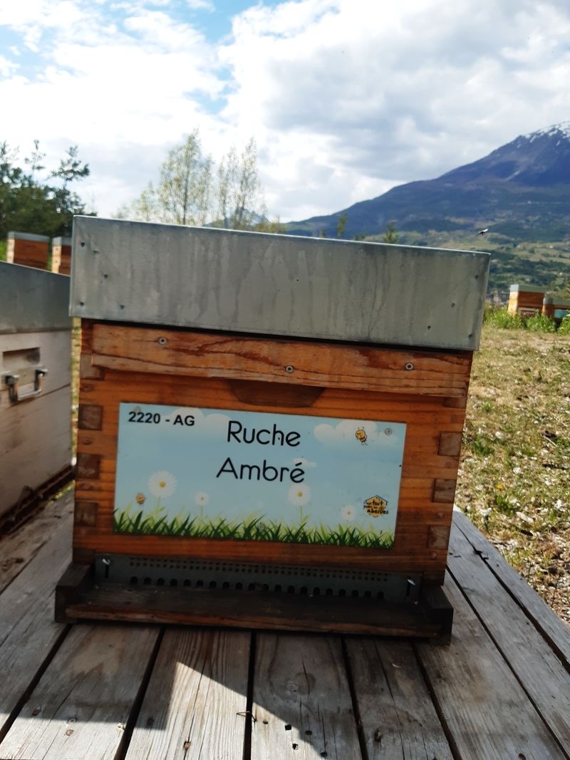 La ruche Ambré