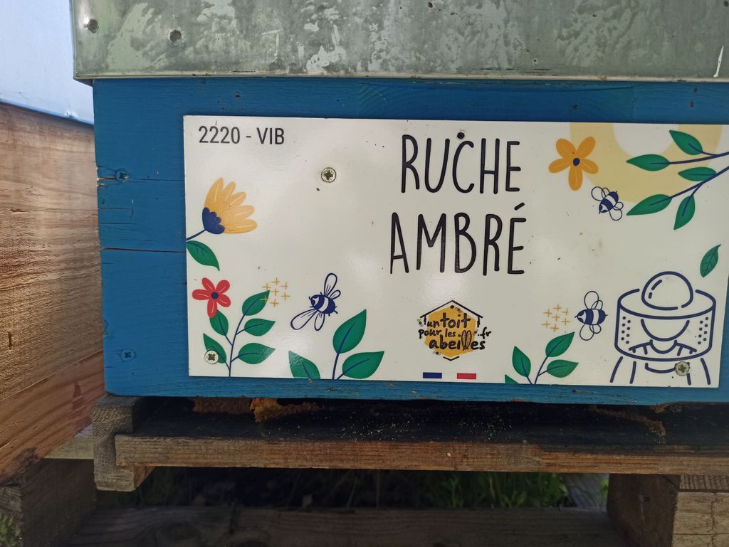 La ruche Ambré