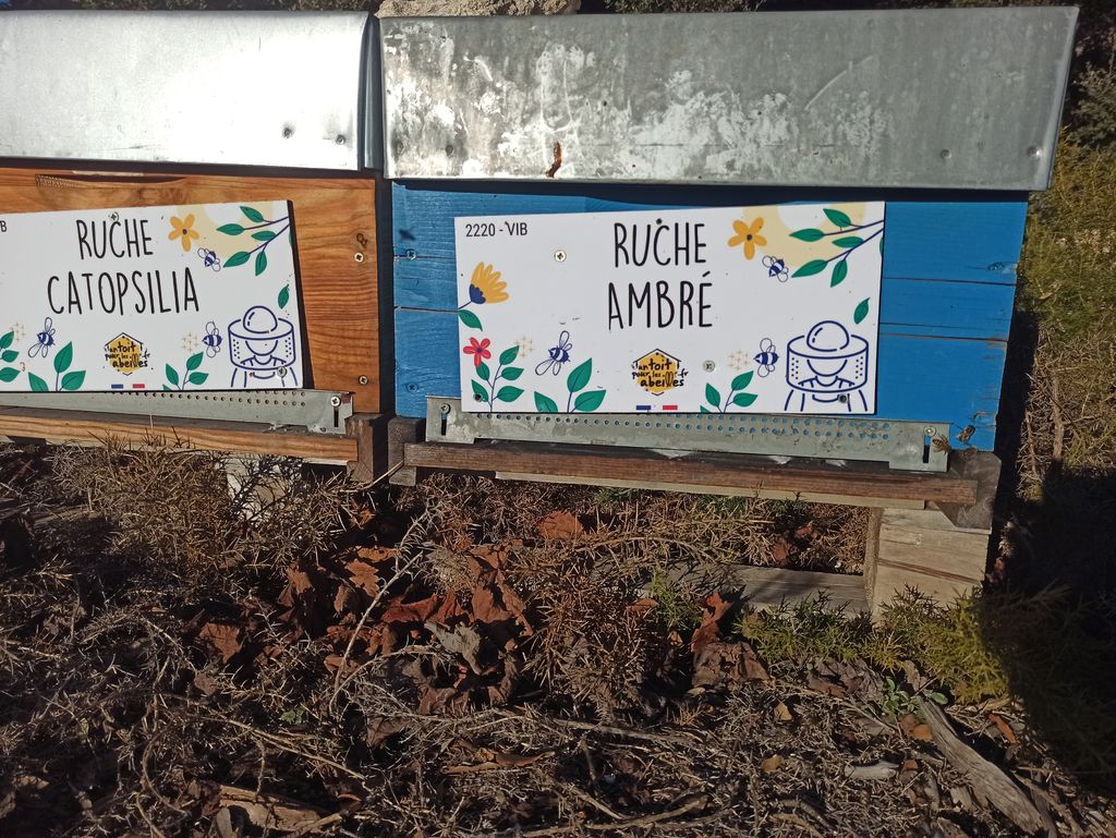 La ruche Ambré