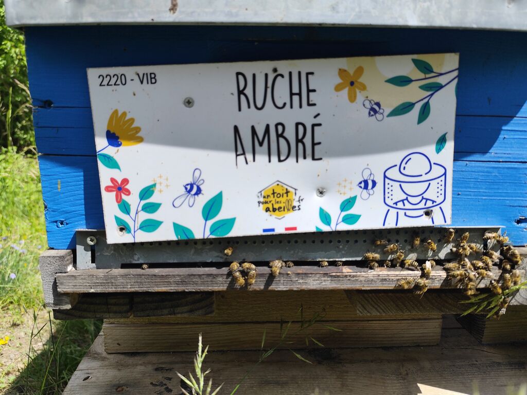 La ruche Ambré