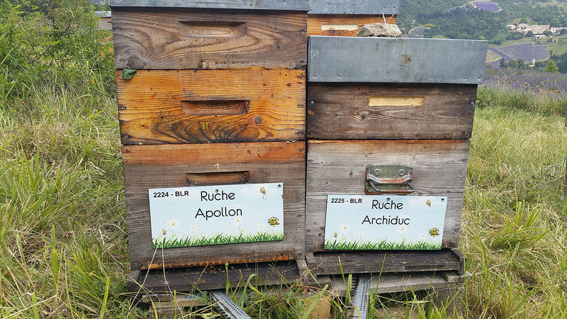 La ruche Apollon