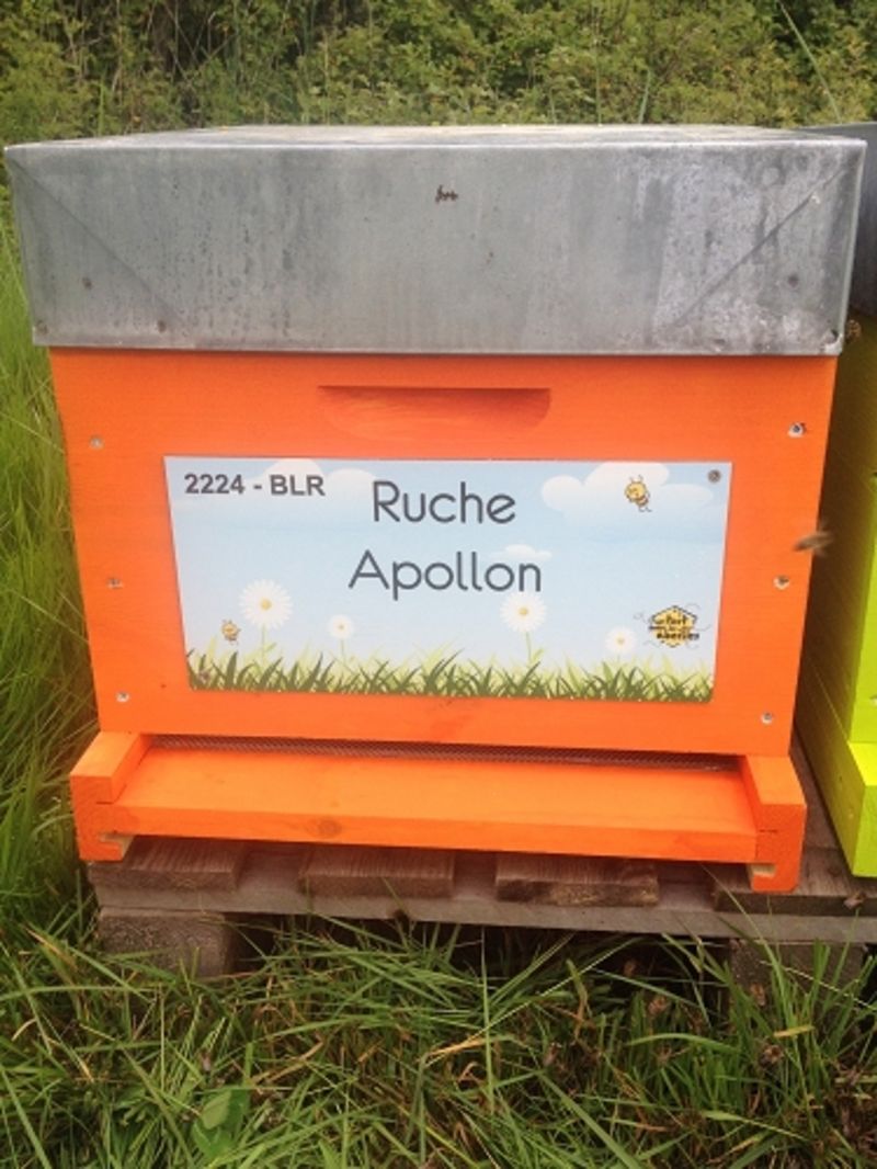 La ruche