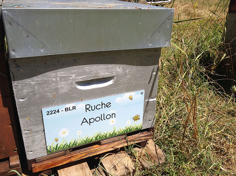 La ruche Apollon