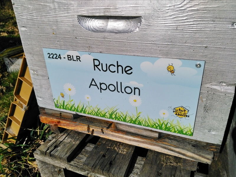 La ruche Apollon