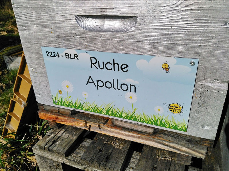 La ruche Apollon