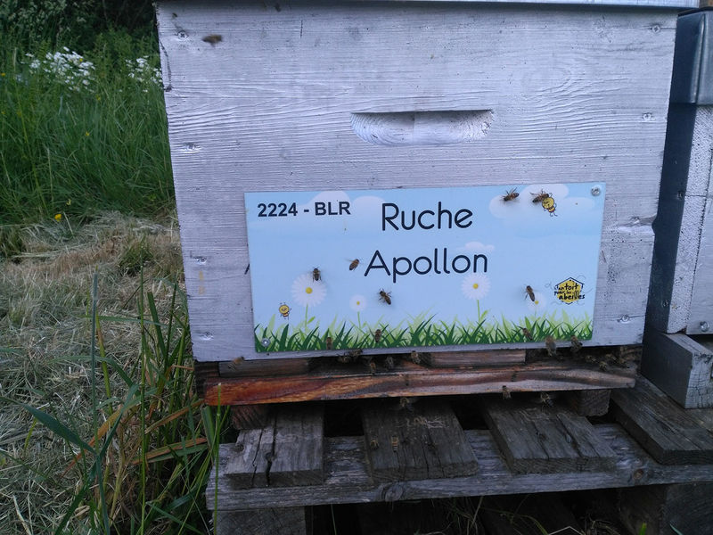 La ruche Apollon