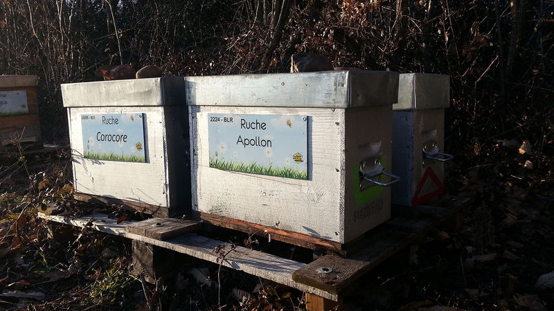La ruche Apollon