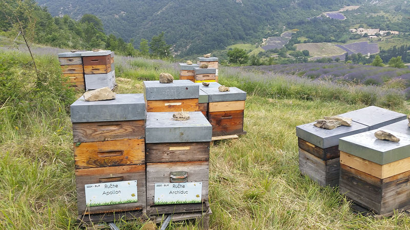 La ruche Apollon